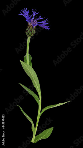 Berg-Flockenblume  Cyanus montanus   Bl  te  Blatt   freigestellt  Deutschland