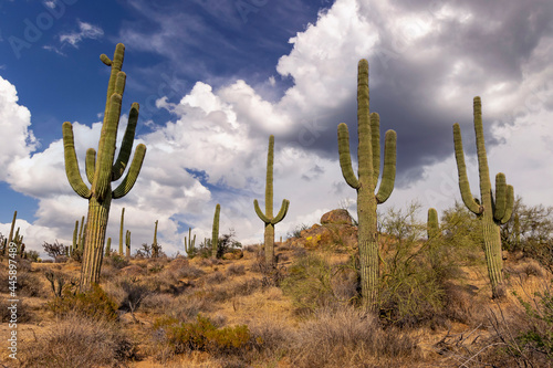 Arizona Desert Landscape Scene With Cactus