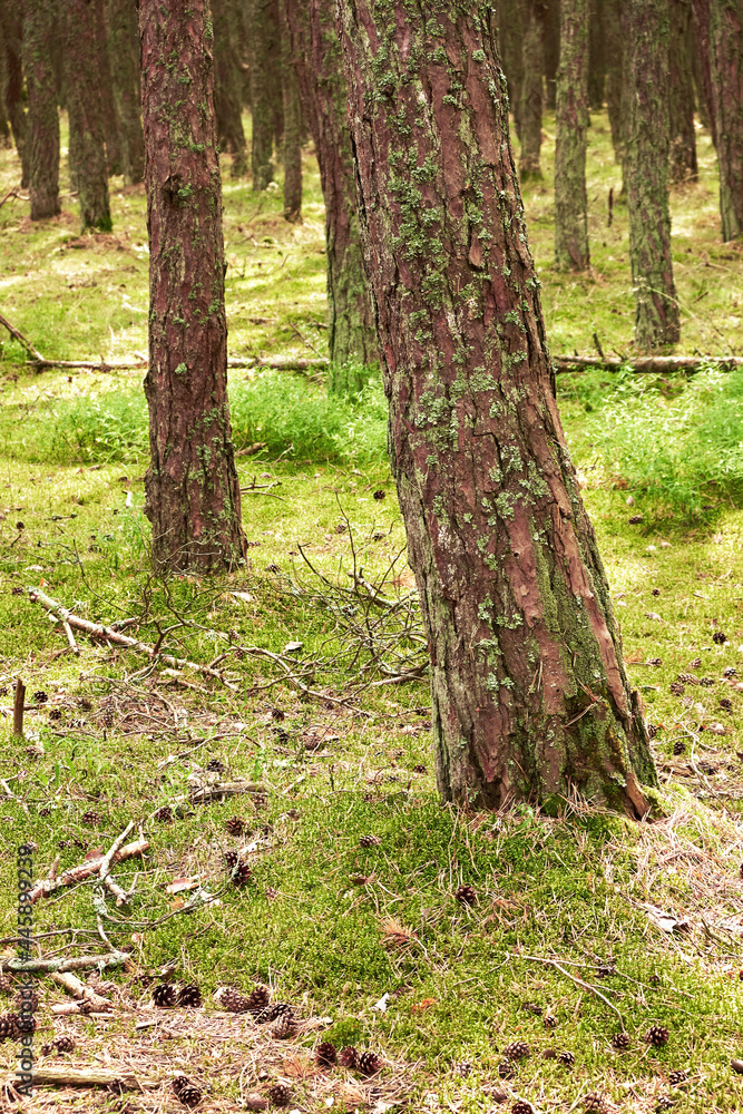 Naklejka premium Pine forest on a summer day