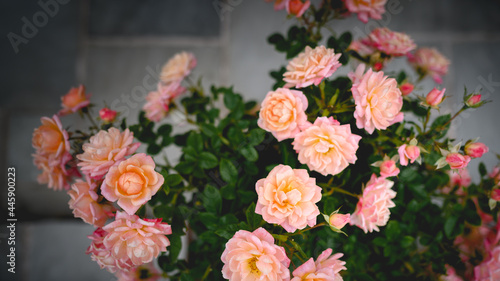 Peach patio rose