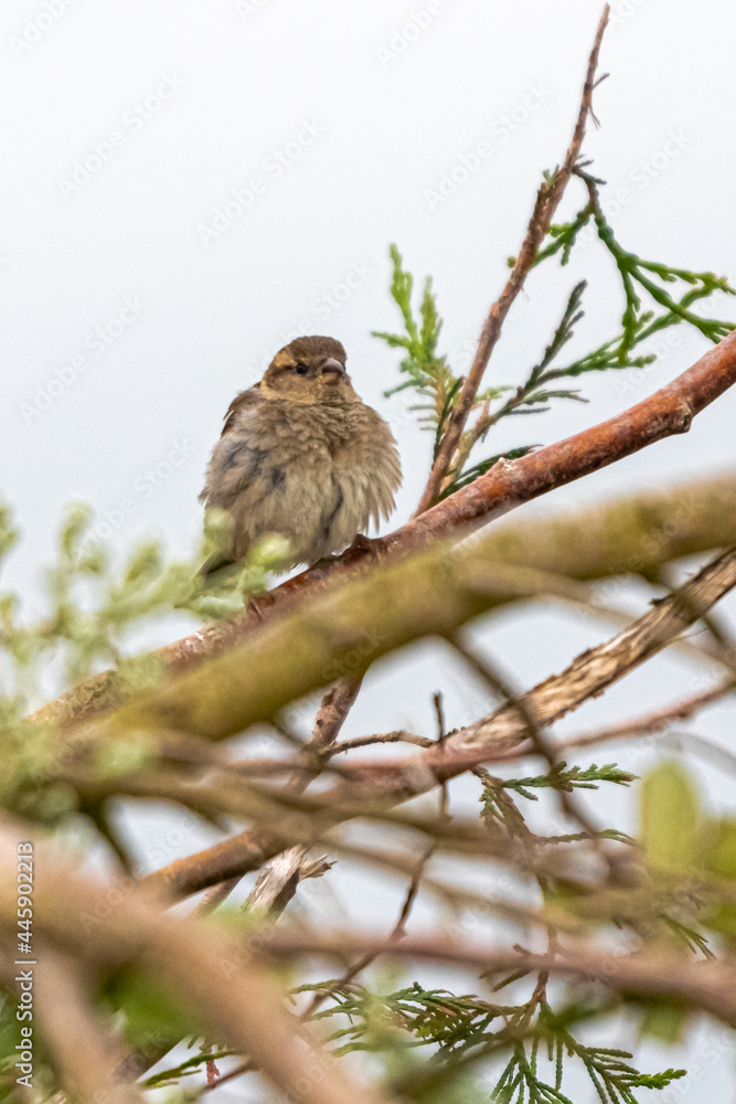 House Sparrow in close-up, photographed in Brittany House Sparrow in close-up, photographed in Brittany