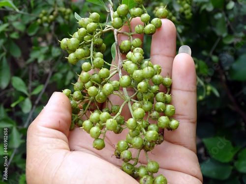 Henna Lawsonia inermis Bunch of young green seeds and fruits at end branch.  Used as herbal hair.