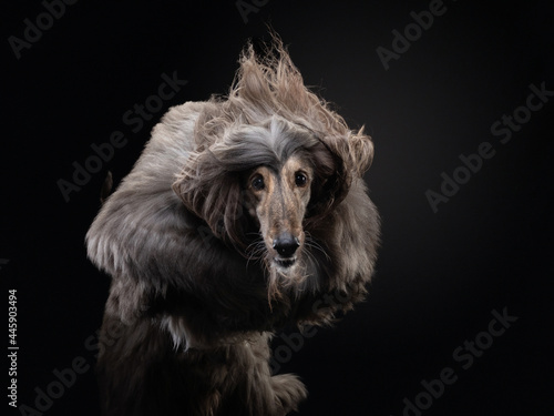  flying dog. an Afghan hound on a dark background. active pet, movement © annaav