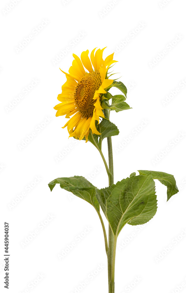 Fototapeta premium sunflower flower isolated