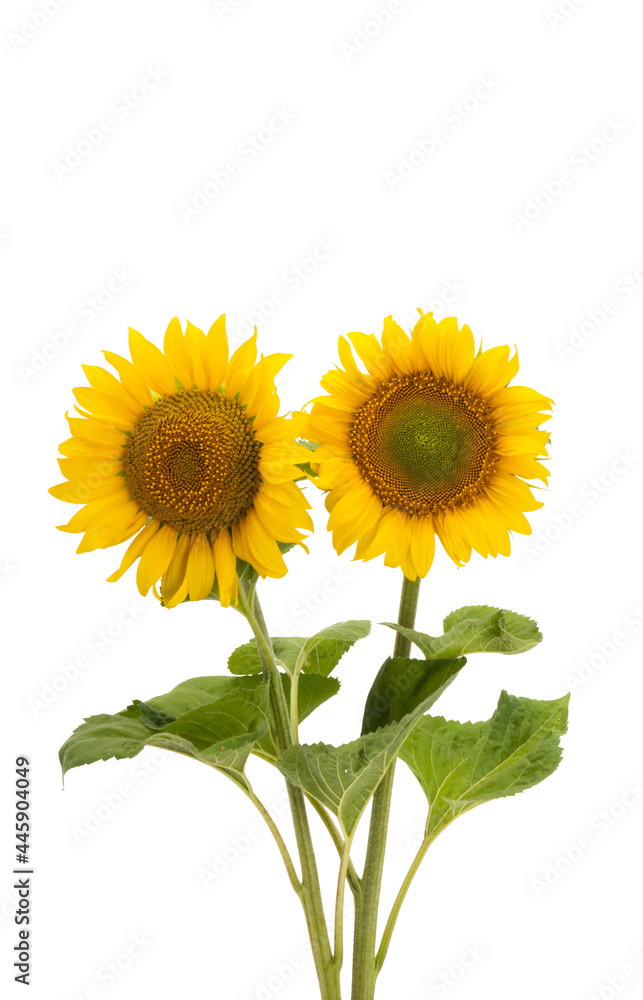 Obraz premium sunflower flower isolated