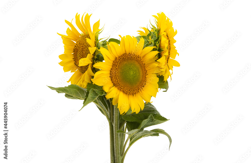 Obraz premium sunflower flower isolated