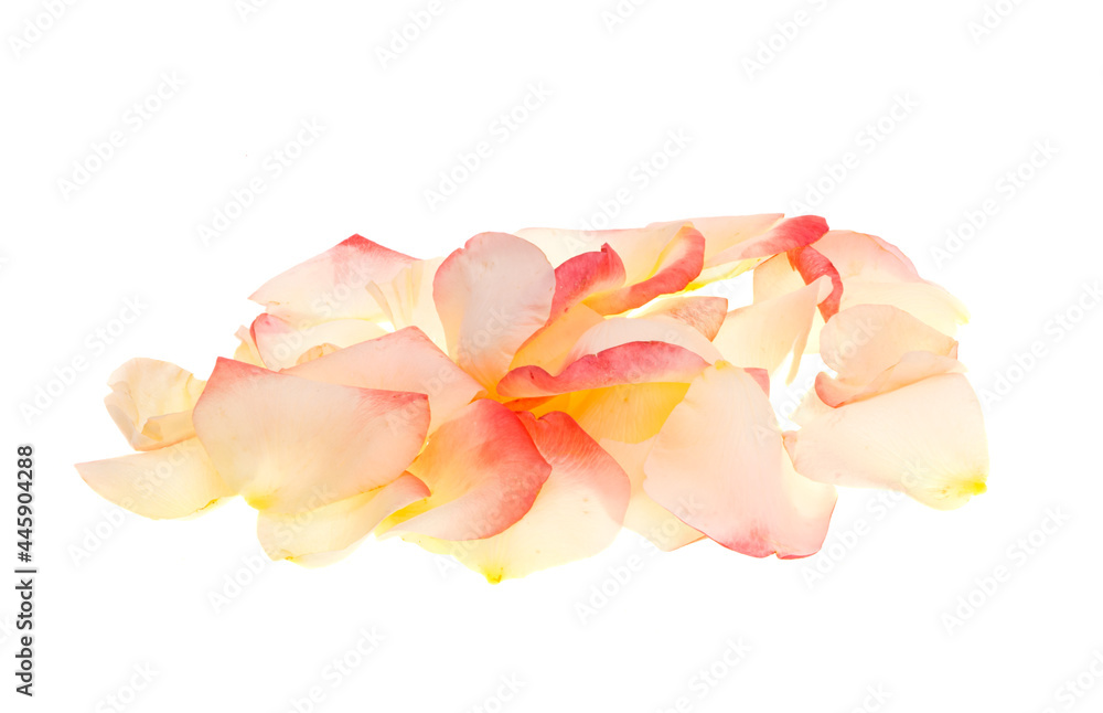 pink yellow rose isolated