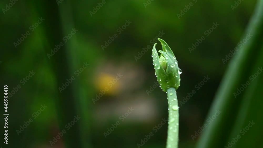 rain drips on a flower bottle, a drop on a flower in the rain rain drips on a flower bottle, a drop on a flower in the rain