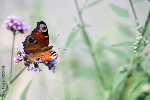 Schmetterling, Tagpfauenauge sitzend auf Eisenkraut, close up photo