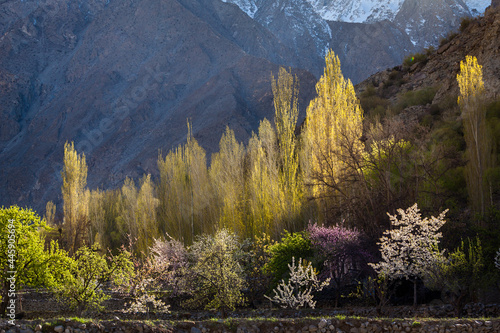 Cherry and apricot blossom in Hunza mountain valley Pakistan. High quality photo