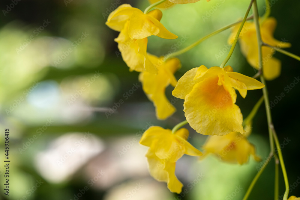 select focus beauty macro bouquet group of fresh yellow dendrobium orchid flower with green leaves in wooden pot hanging in botanic garden select focus beauty macro bouquet group of fresh yellow dendrobium orchid flower with green leaves in wooden pot hanging in botanic garden