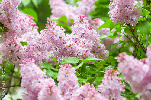 Delicate pink lilac flowers in the garden