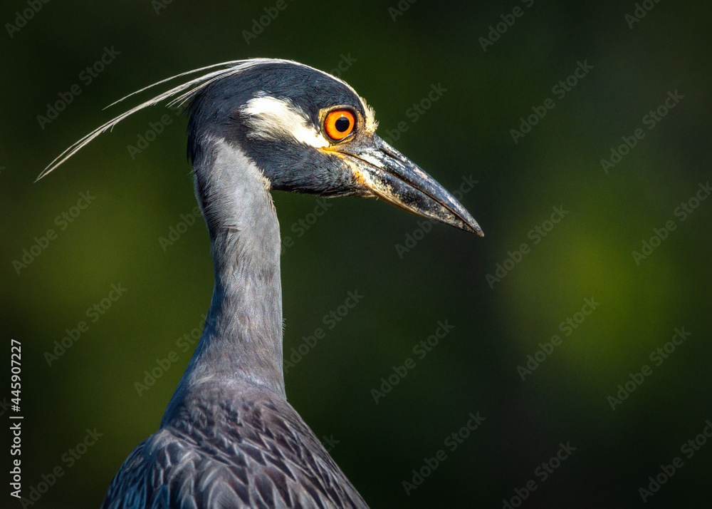 Portrait of a Yellow-crowned Night Heron along the nature trail in Pearland, Texas!