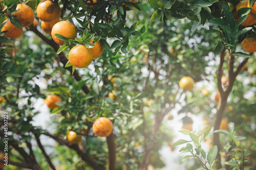 Wallpaper Mural Ripe and fresh tangerine oranges hanging on branch, orange orchard. Bunch of ripe oranges hanging on a tree. Torontodigital.ca