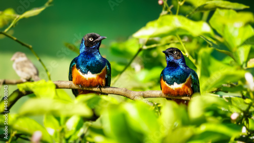 Two brightly colored tropical birds on a green background of vegetation.