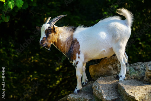 Colorful goat climbing some rocks against a green background of vegetation.