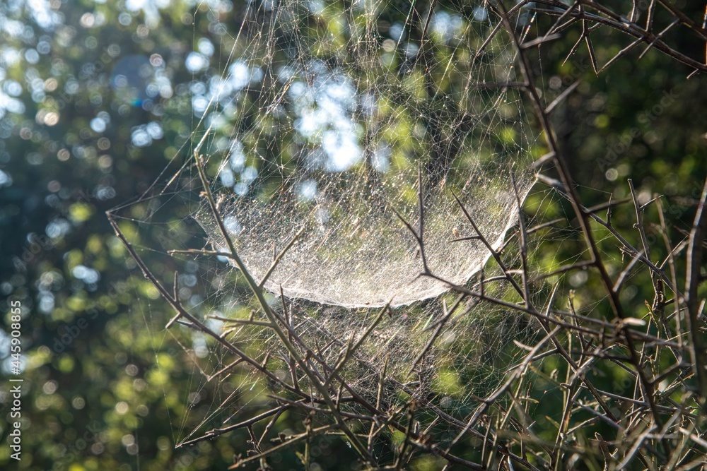 spider web on tree branches back lit by sunlight in a forest