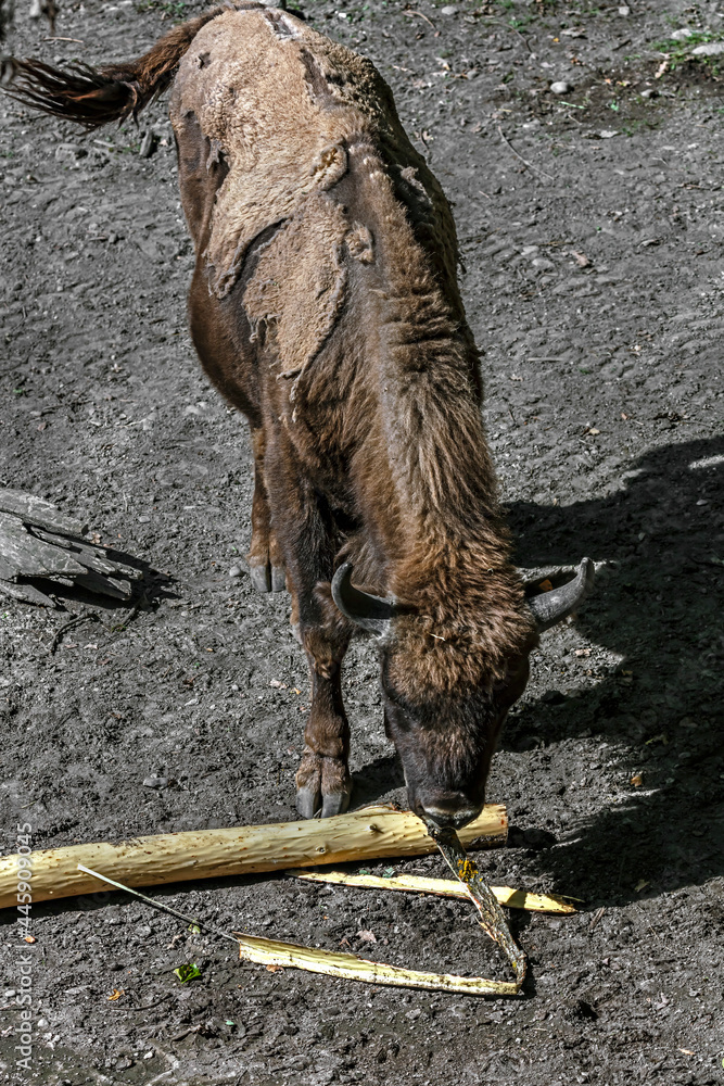 Young european bison male. Also known as forest bison or wisent. Latin name - Bison bonasus Young european bison male. Also known as forest bison or wisent. Latin name - Bison bonasus