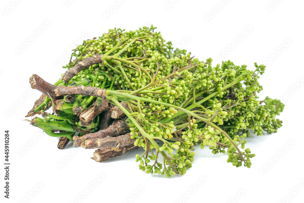 Siamese neem tree, Nim, Margosa or Quinine (Azadirachta indica A. Juss