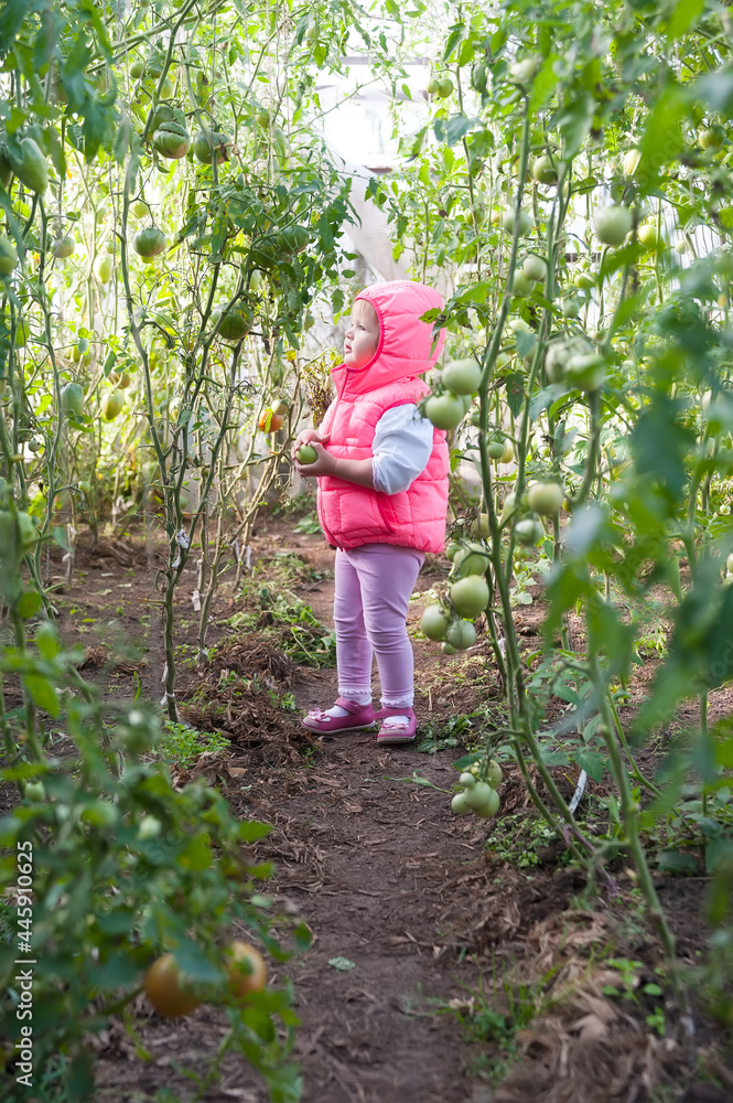 Lovely girl in hothouse with tomato plants Lovely girl in hothouse with tomato plants
