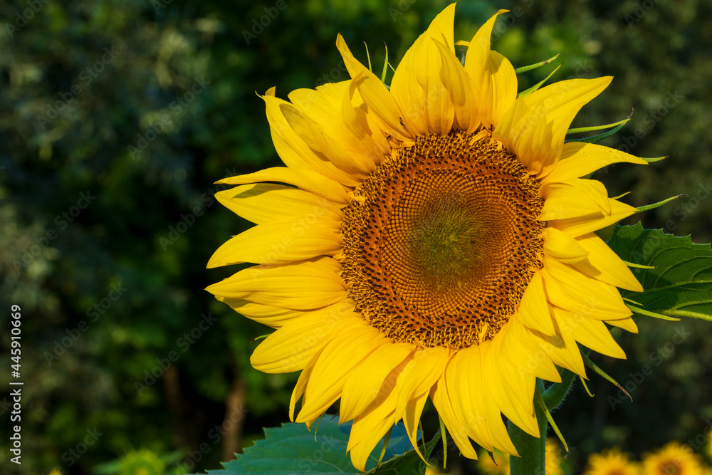 Fototapeta premium Fiore di girasole su sfondo verde neutro. Fiore di elianto.