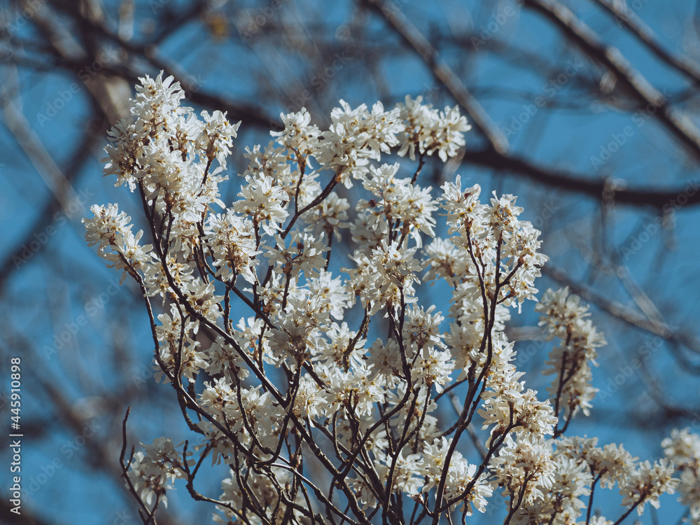 Obraz premium spring blooms