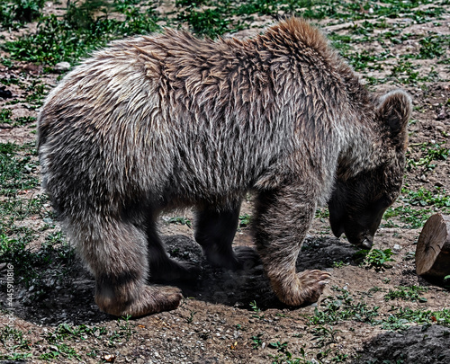 Wallpaper Mural Young syrian brown bear. Latin name - Ursus arctos syriacus Torontodigital.ca