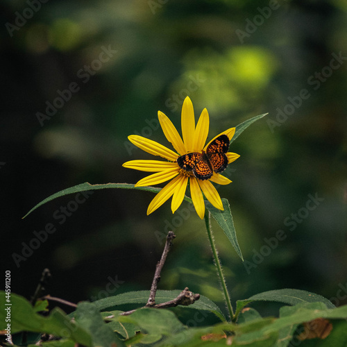 butterfly on a yellow flower