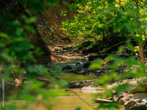 small river in the forest