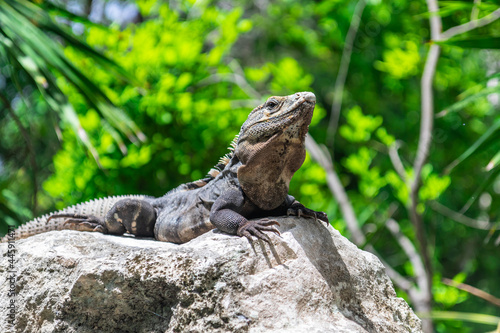 Iguana on rocks in the jungle. Mexico.