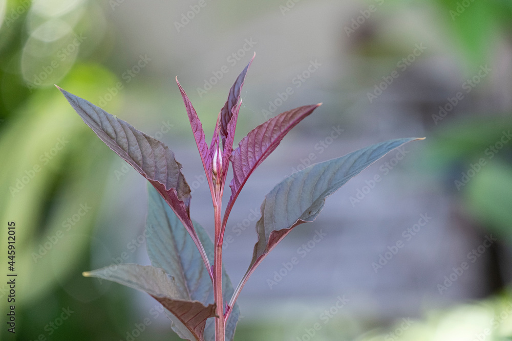 beauty fresh flower buds and blooming with purple leaves in botany garden. beauty fresh flower buds and blooming with purple leaves in botany garden.
