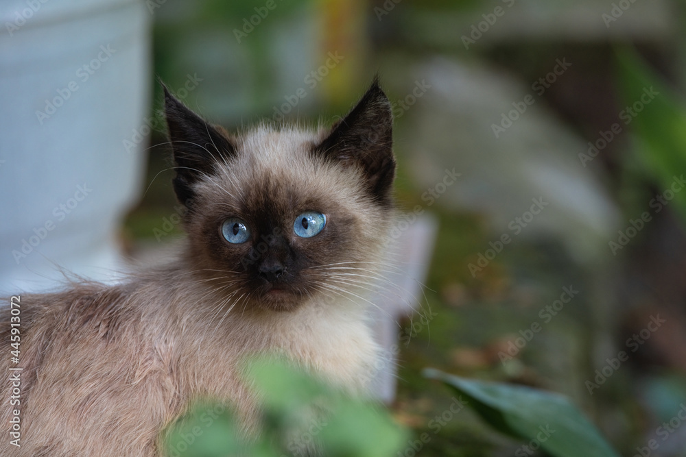 Portrait of a small beautiful pedigree kitten with blue eyes. Portrait of a small beautiful pedigree kitten with blue eyes.
