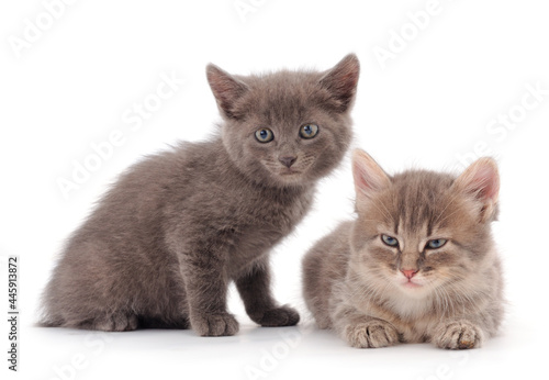 Two small gray kitten.