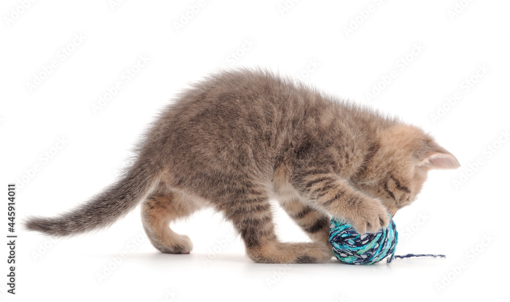 Little kitten playing with a ball of yarn.