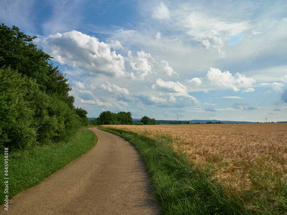 The road near the field with wheat.