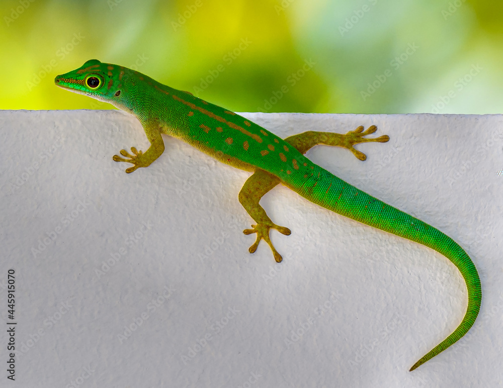 Fototapeta premium Seychelles lizard