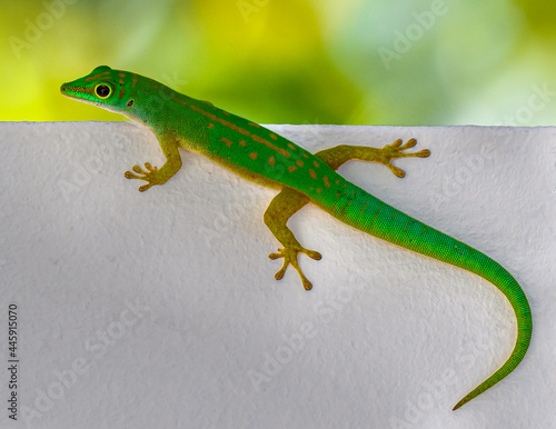 Seychelles lizard