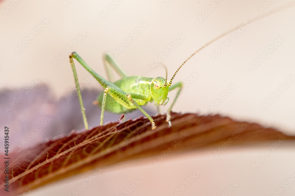 Grasshopper Grasshopper