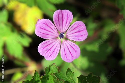 Foto Closeup of a herb robert flower in a garden under the sunlight with a blurry bac