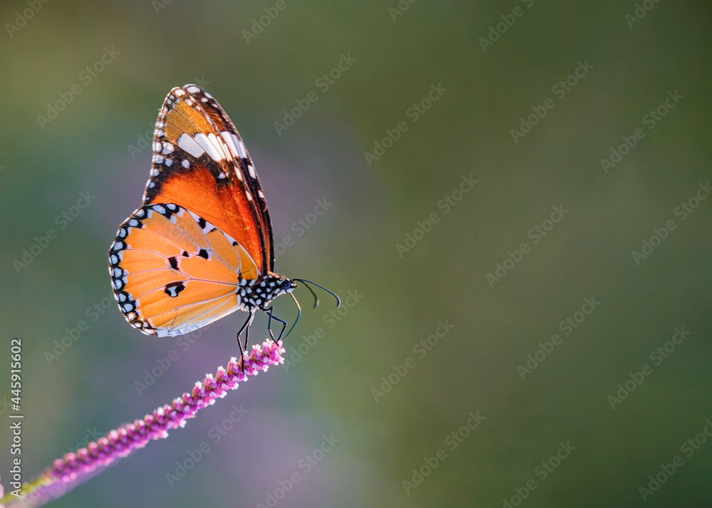 Plain Tiger Butterfly on pink flower Plain Tiger Butterfly on pink flower