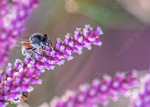 Bee and Pink flower in closeup © YK