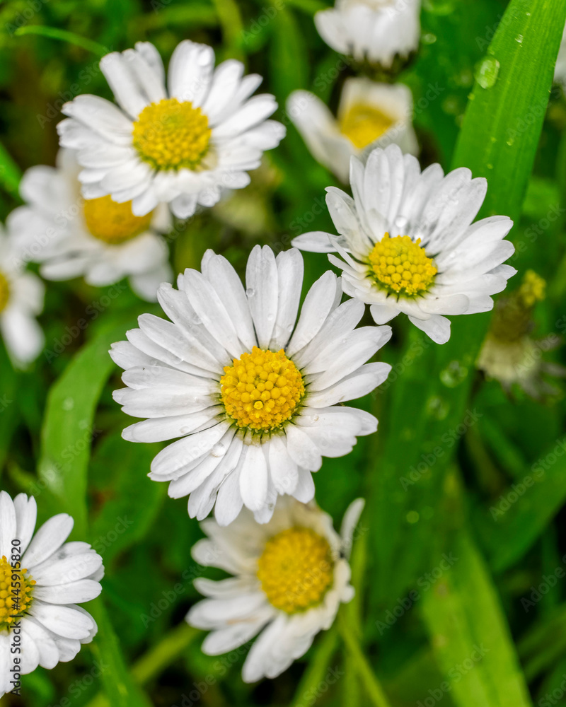 chamomile flowers top view closeup in the field chamomile flowers top view closeup in the field