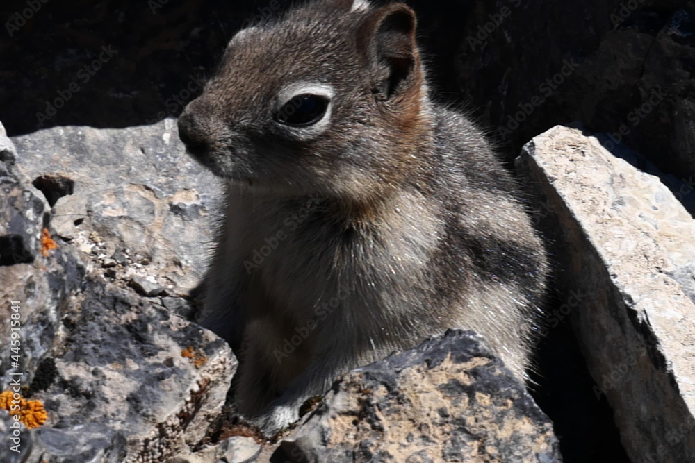 Naklejka premium Chipmunk on the rock