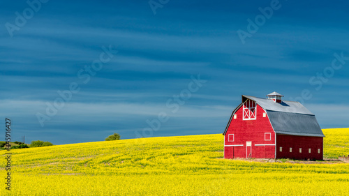 Quadro su tela Classic red farm barn in a yellow field of Canola