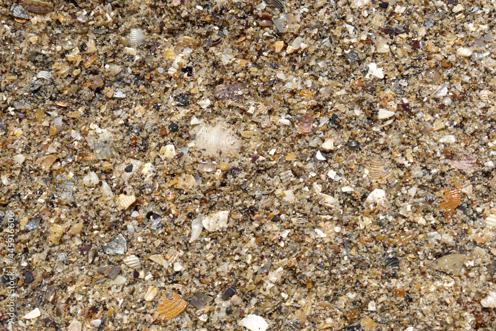 background with different seashells on the sand. sea ​​shells on the beach sand with turquoise sea in the background - selective focus copy space 