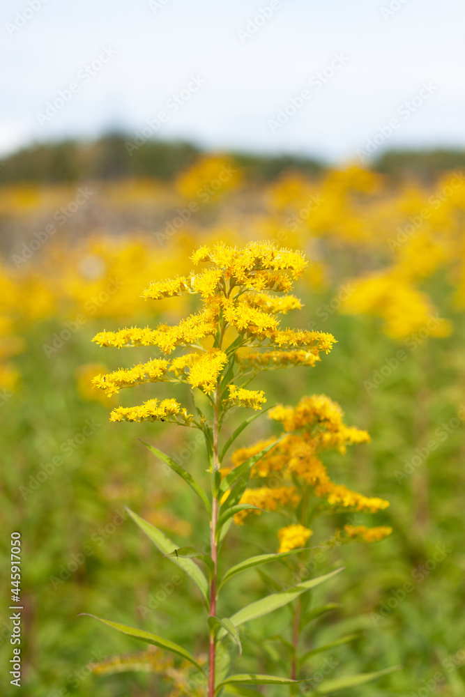 Late goldenrod, yellow flower, weed. Solidago gigantea. Nebraska State Flower