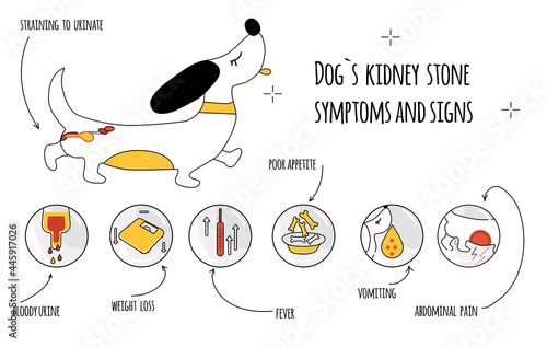 Dog`s kidney stone symptoms.Infographic icons with different signs and reasons of pyelonephritis.Canine healthcare.Veterinary banner.Animal urologic disease. Straining to urinate.Doodle style