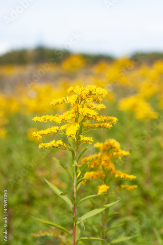 Late goldenrod, yellow flower, weed. Solidago gigantea. Nebraska State Flower © Melena-Nsk