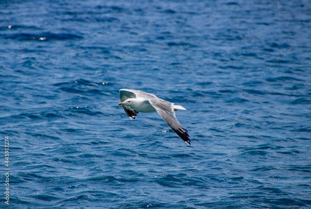 Flying Seagull Flying Seagull