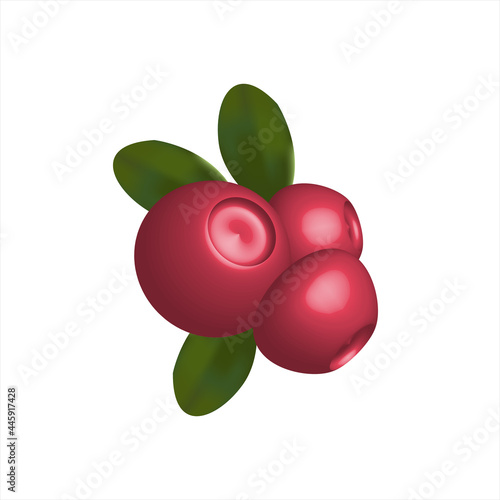 Lingonberry 3D.
A northern wild lingonberry plant, Vaccinium vitis-idaea, which blooms in the spring in the forests. Vaccinium vitis-idaea berries lingonberry, mountain cranberry